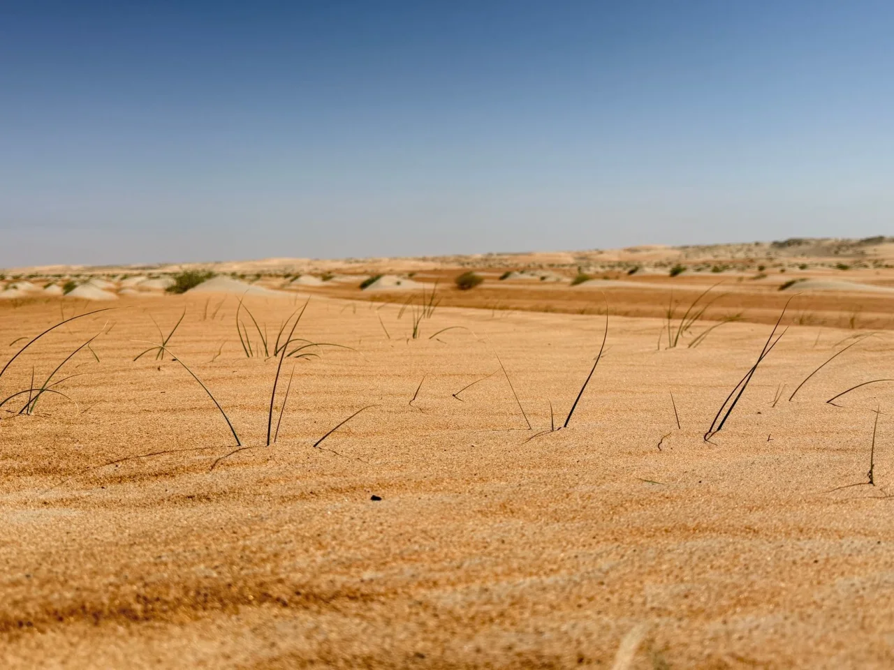 Park View Saadiyat Island Guide